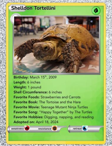 Shelldon Trading Card