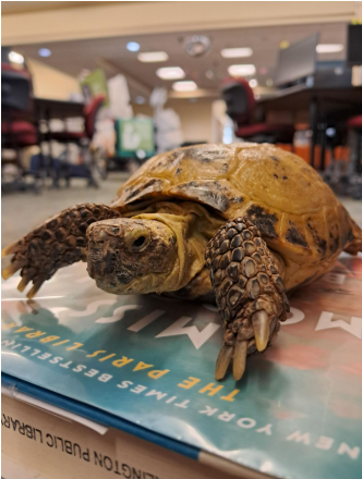 shelldon tortellini - a russian tortoise sitting on a book